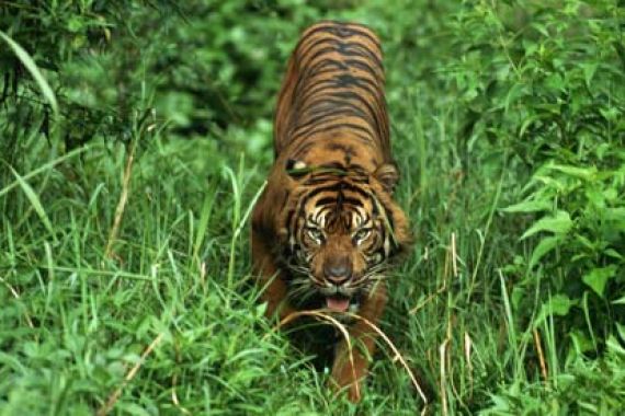 'Sumatran Last Tiger' Berjaya di Festival Film New York 2016 - JPNN.COM