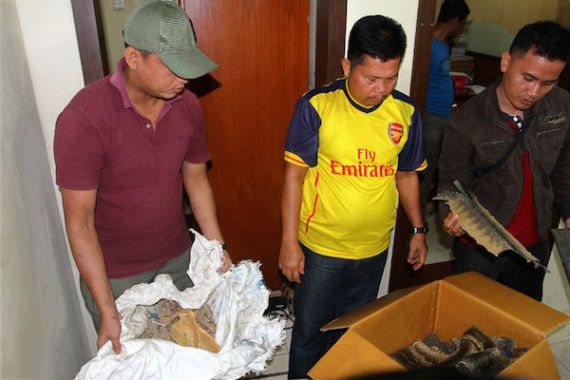 Pengepul Kulit Harimau Terancam Dihukum Lima Tahun Penjara - JPNN.COM