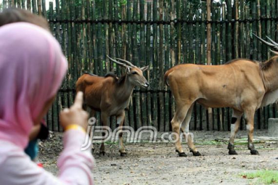 Tolong..Kebun Binatang Surabaya Sudah Overload 300 Ekor - JPNN.COM