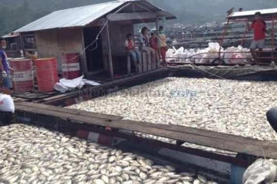 Lihat, Ribuan Ton Ikan Mati di Danau Toba - JPNN.COM