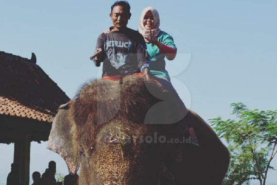 Innalillah, Bu Dokter Esthi Jadi Korban Amarah Gajah - JPNN.COM