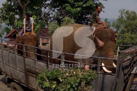 Gajah Panamtu Marah Sekali akibat Spermanya Disedot Dua Kali - JPNN.COM