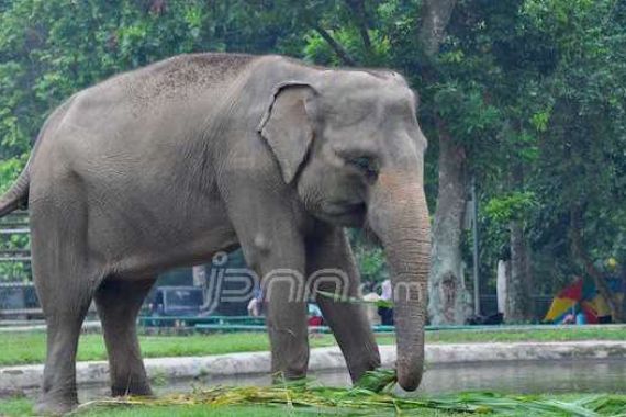 Hmmm... Inilah Tanda Gajah Berahi - JPNN.COM