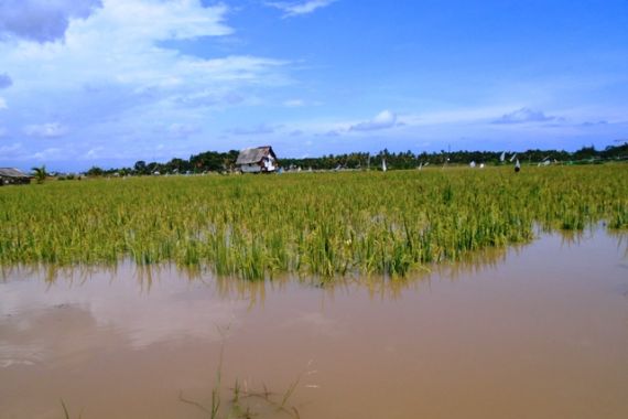 Banjir, Puluhan Hektar Tanaman Padi Rusak - JPNN.COM
