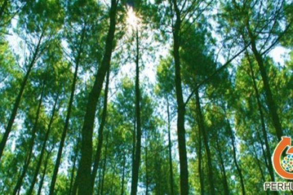 Hutan Kayu Putih Perhutani Serap Tenaga Kerja Perdesaan - JPNN.COM