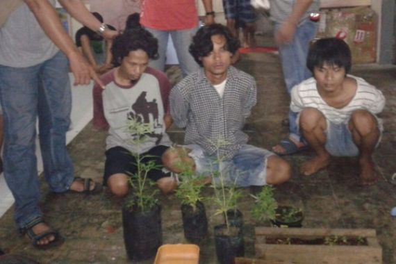 Tujuh Mahasiswa Bercocok Tanam Aneh-aneh, Rasain! Ditangkap Polisi - JPNN.COM