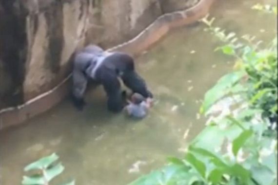 Mengerikan, Anak 3 Tahun Jatuh ke Kandang Gorila, Diseret-seret... - JPNN.COM