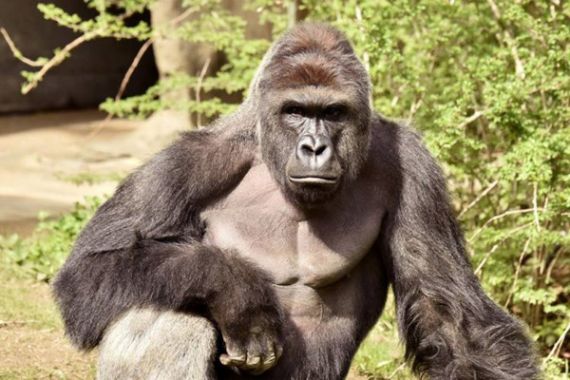 Saksi: Gorila yang Ditembak Mati Itu Justru Ingin Melindungi - JPNN.COM