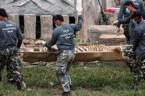 Thailand Amankan 137 Harimau Peliharaan Biksu - JPNN.COM