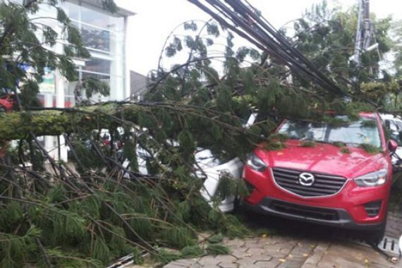Bogor Badai, 7 Mobil Baru Ringsek Ditimpa Pohon Cemara - JPNN.COM