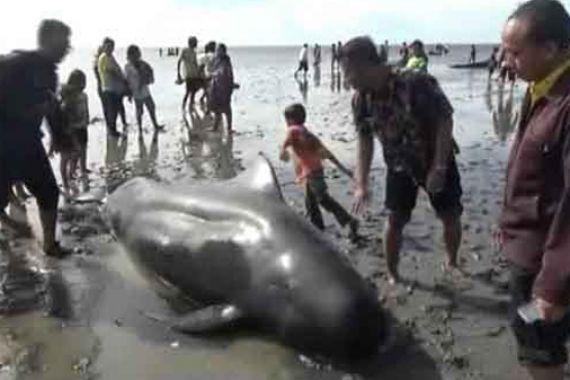 Maaak! 29 Ikan Paus Masih Lemas di Pantai Probolinggo - JPNN.COM