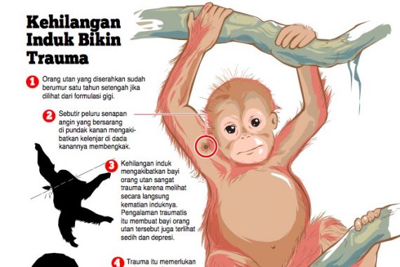 Temukan Peluru di Pundak Bayi Orang Utan - JPNN.COM