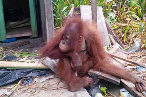 Bayi Orangutan Telantar dengan Luka Tembak, Nggak Tega - JPNN.COM