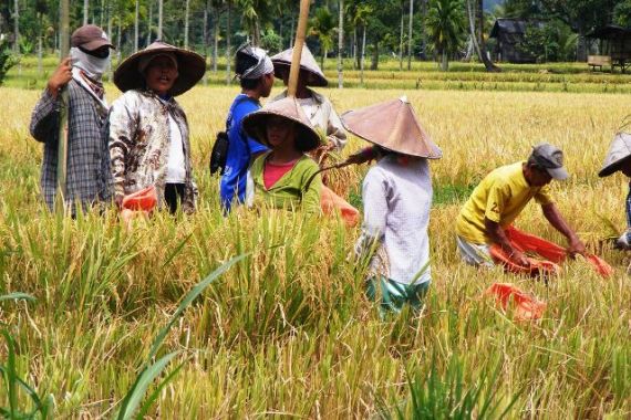 Hasil Panen Petani di Daerah Ini Diborong Tauke dengan Harga Tinggi - JPNN.COM