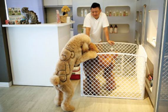 Salon Keren, Buat Bulu Anjing jadi Teddy Bear - JPNN.COM
