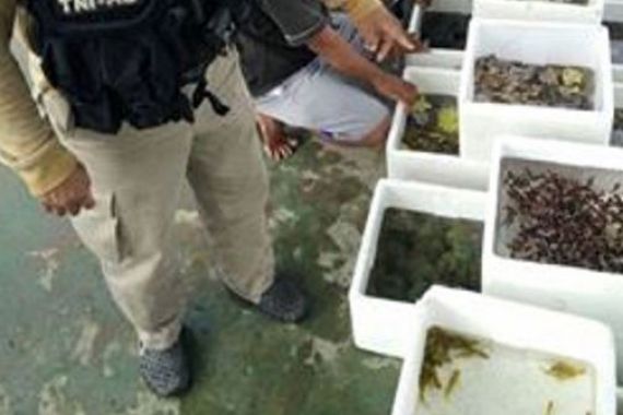 TNI AL Tangkap Penyelundup Ikan Hias ke Singapura - JPNN.COM