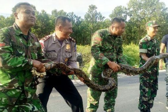 Personel TNI dan Polri Tangkap Ular Besar Sambil Tertawa, Ini Fotonya - JPNN.COM