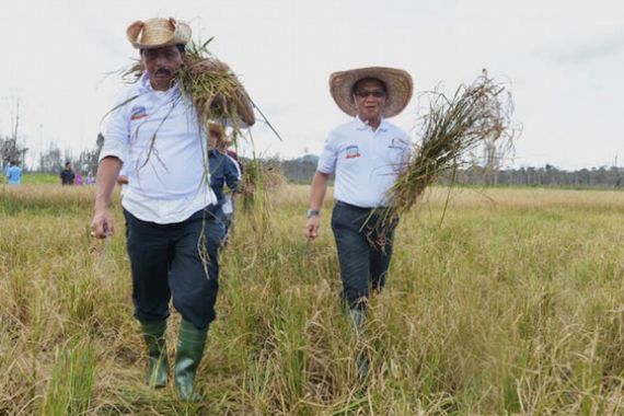 Panen Perdana Sukses, Lingga sebagai Lumbung Beras di Depan Mata - JPNN.COM