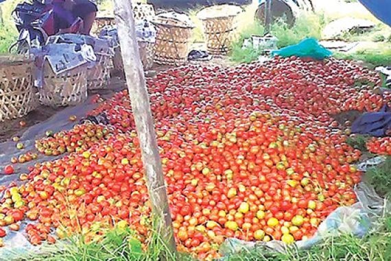 Jengkel, Petani Ramai-ramai Buang Tomat ke Tempat Sampah - JPNN.COM