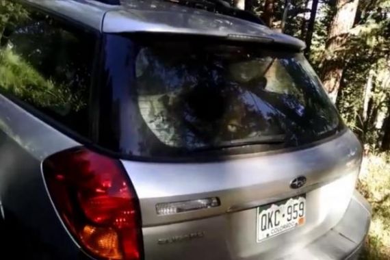 Lihat nih, Beruang yang Terperangkap di Dalam Mobil Bikin Heboh - JPNN.COM