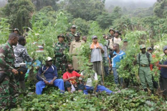 Prajurit TNI Temukan Ladang Ganja di Perbatasan RI-Papua Nugini - JPNN.COM