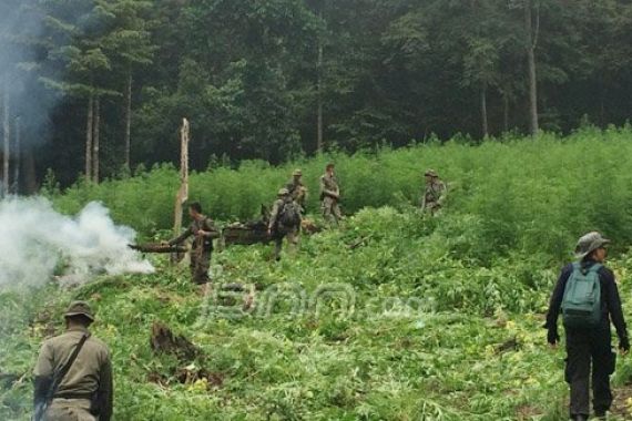 Canggih! Berkat Satelit, BNN Temukan Ladang Ganja di Pelosok Hutan - JPNN.COM