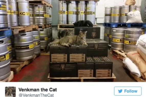 Kucing-kucing Ini Jagain Tempat Pembuatan Bir dari Serangan Tikus - JPNN.COM