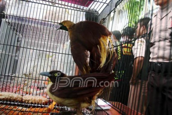169 Penjual Burung Kini Luntang-Lantung - JPNN.COM