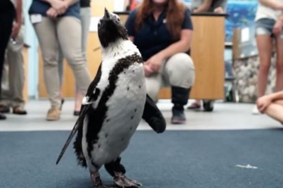 Video Penguin Mendapatkan Sepatu Khusus dari Printer 3D, Keren! - JPNN.COM