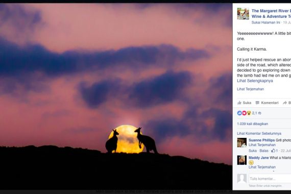 Yeeeeww! Sepasang Kanguru Kencan di Bawah Sinar Rembulan, Ini Fotonya - JPNN.COM