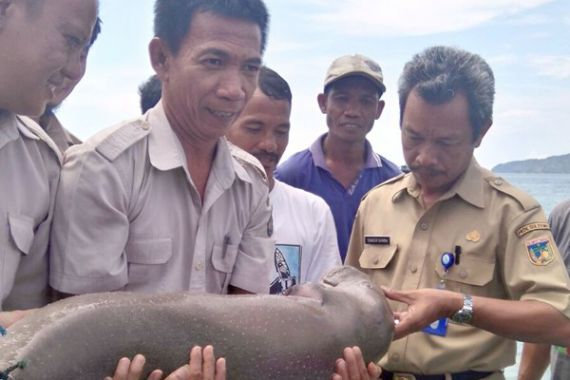 Misteri Penemuan Ikan Duyung, Dua Kali Selalu di Hari Jumat - JPNN.COM