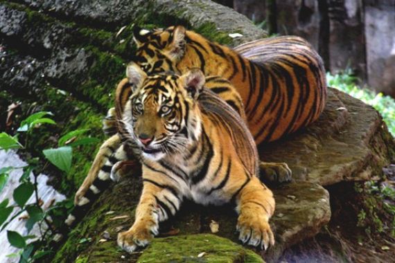 Auman Harimau Sumatera Tidak Lagi Menakutkan - JPNN.COM