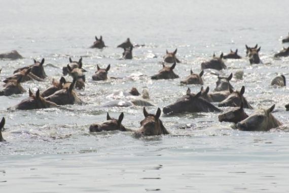 Lihat nih, Ratusan Kuda Pony Berenang Menyebrangi Pulau - JPNN.COM