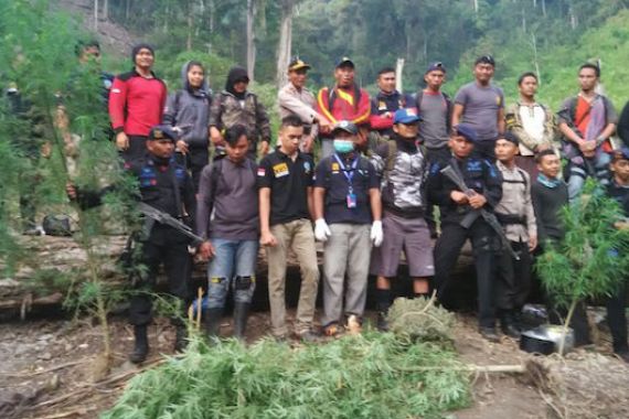 Temukan 15 Hektare Ladang Ganja di Hutan, Sebagian Dulu Dimusnahkan - JPNN.COM