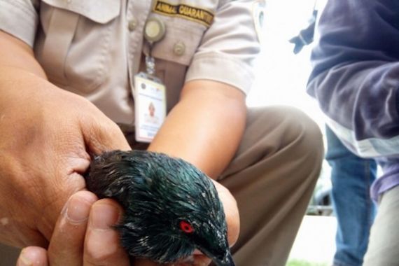 Balai Karantina Gagalkan Penyelundupan Ribuan Ekor Burung - JPNN.COM