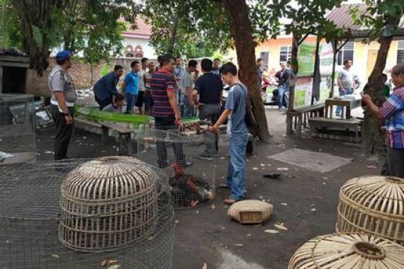 Jaksa Pusing Urus Barang Bukti Ayam Aduan - JPNN.COM