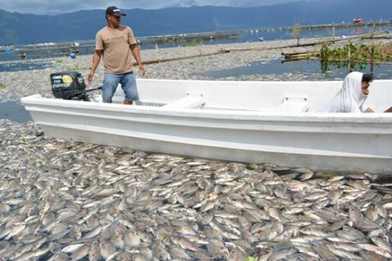 Lihat, Hamparan Ikan Mati di Danau Maninjau, Ribuan Ton! - JPNN.COM