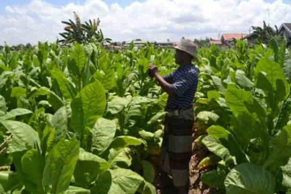 4,2 Juta Petani Tembakau Terancam jadi Pengangguran - JPNN.COM