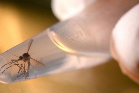 Satu Warga Malaysia Terjangkit Virus Zika - JPNN.COM