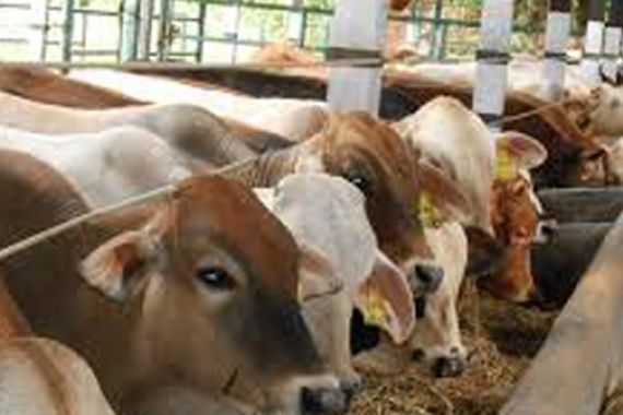 Pemerintah Tambah Impor Daging Kerbau Sebanyak 70 Ribu Ton - JPNN.COM