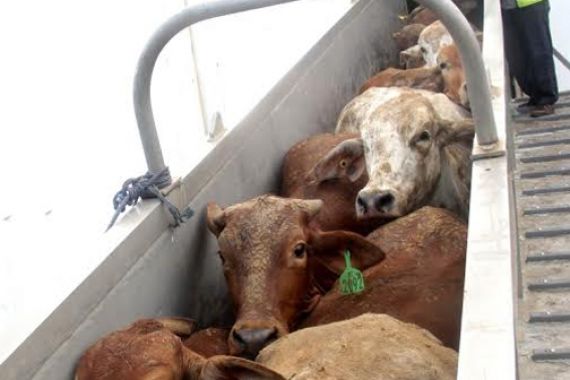 Pemerintah Impor Daging Kerbau 70 Ribu Ton, Pedagang Sapi Bakal Dirugikan? - JPNN.COM