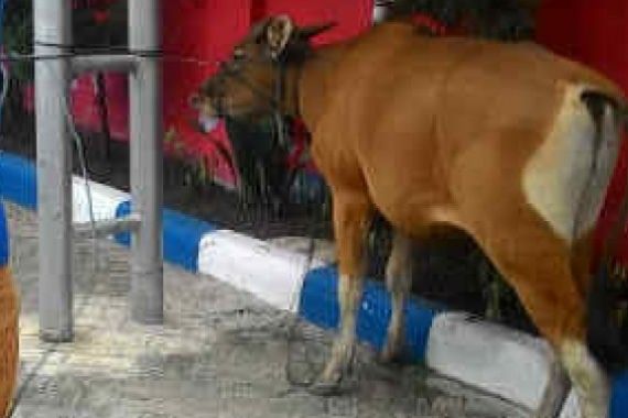 Waspada! Maling Sapi Mulai Beraksi, Bawa Truk - JPNN.COM