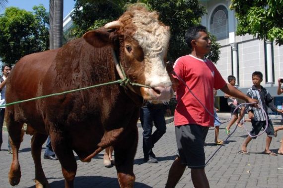 Sapi Kurban dari Presiden Jokowi Beratnya 1,1 Ton, Harga Lumayan - JPNN.COM