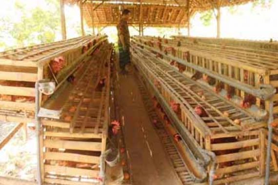 Waduh, Giliran Ayam Malaysia Serbu Pasar Indonesia - JPNN.COM