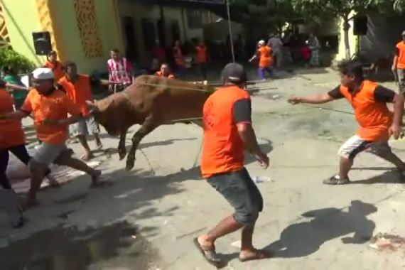 Pak Polisi Pusiiing! Sapi Ngamuk Kejar Panitia - JPNN.COM