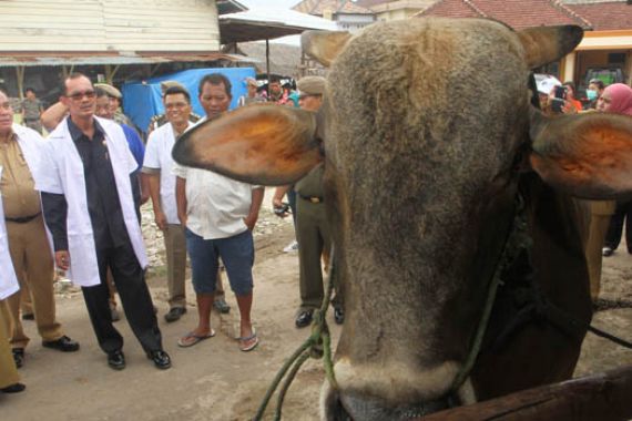 Sapi Kurban Sumbangan Ahok Ditolak, Golkar Curigai… - JPNN.COM