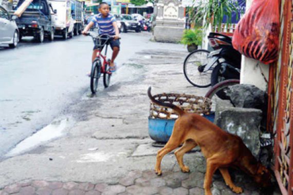 Ratusan Warga Terjangkit Rabies, Status Segera Jadi Tanggap Darurat - JPNN.COM