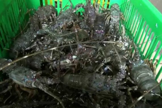 Sebanyak 71.250 Ekor Benih Lobster Dikemas Dalam 3 Koper di Bagasi Pesawat - JPNN.COM