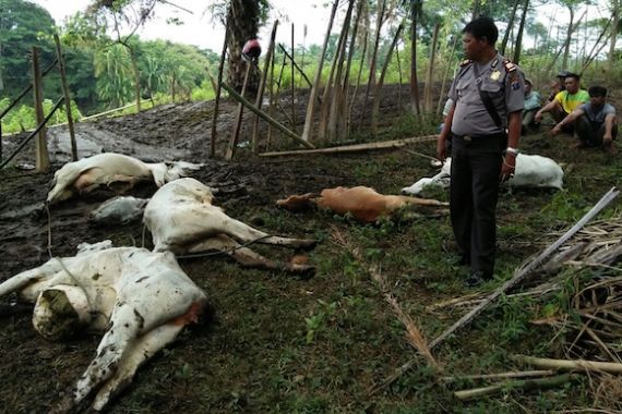 22 Ekor Lembu Mati Disambar Petir, Bagian Perutnya sampai Pecah, Ini Fotonya - JPNN.COM