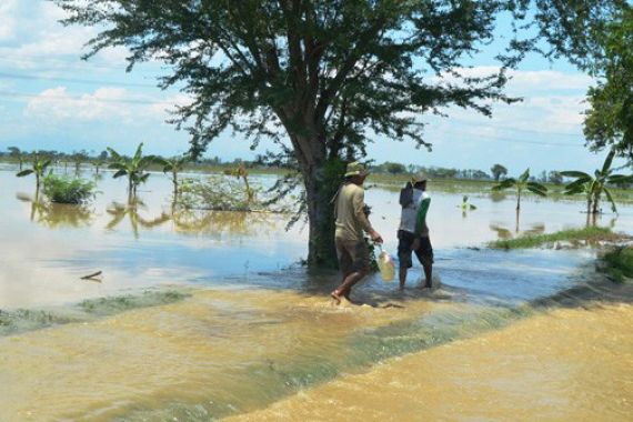 Ratusan Hektare Sawah Rusak Terendam Banjir - JPNN.COM